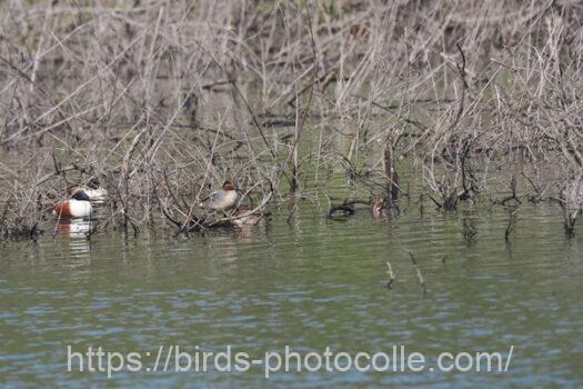 コガモ　2024.04.12