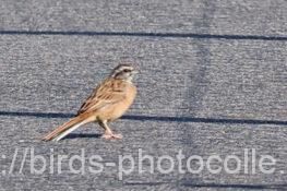 ホオジロ　2025.09.09