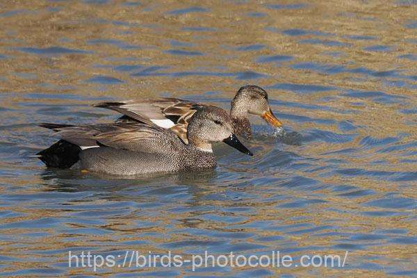 オカヨシガモ　2026.03.24