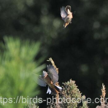 ノビタキVSホオジロ　2024.10.12