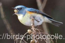 ルリビタキ　2026.01.10