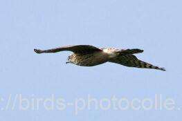 オオタカ　2025.11.10