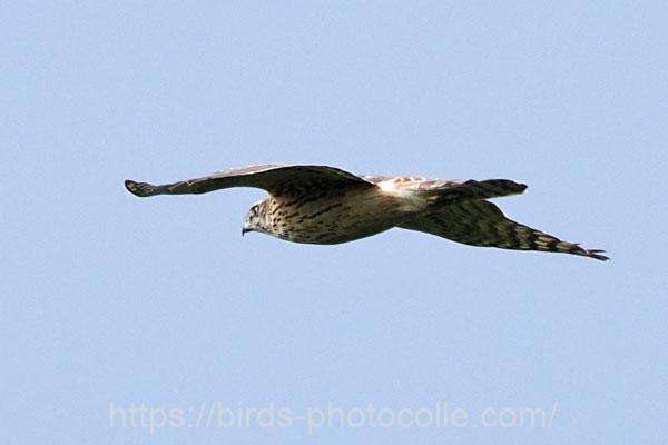 オオタカ 2025.11.10