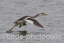カンムリカイツブリ　2025.11.03