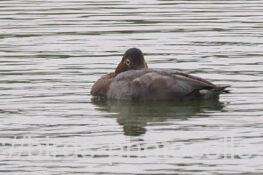 ホシハジロ　2025.10.16