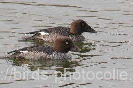 ホオジロガモ♀2羽　2025.12.23