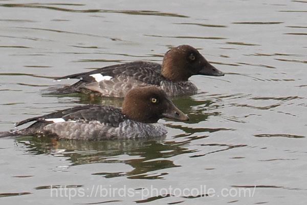 ホオジロガモ♀2羽　2025.12.23