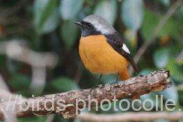 ジョウビタキ　2025.12.05