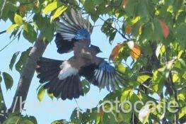 カケス　2025.10.06