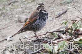 ツグミ　2026.02.24