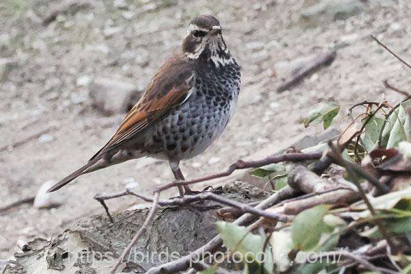 ツグミ　2026.02.24