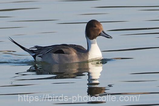 オナガガモ　2024.02.13