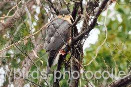 ハイタカ? 2026.01.05