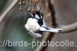 シジュウカラ　2026.01.05