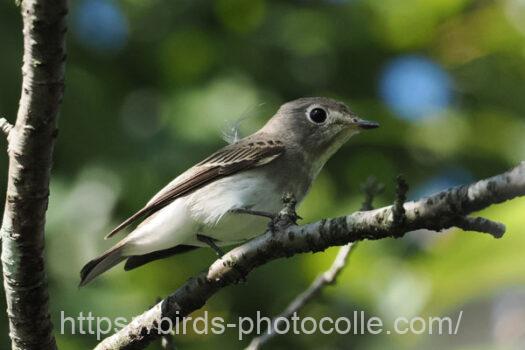 コサメビタキ　2024.09.20