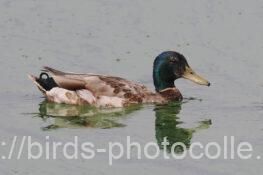 エクリプスに移行中?マガモ 2025.07.10