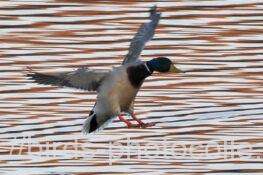 マガモ　2026.02.04