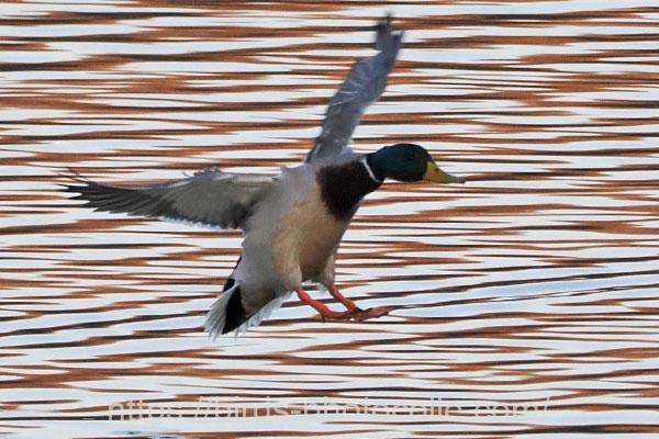 マガモ　2026.02.04