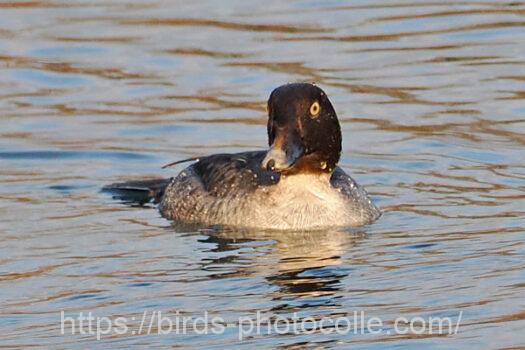 ホオジロガモ　2025.01.07