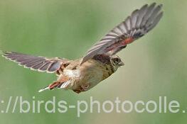 ホオジロ幼鳥 2023.05.22