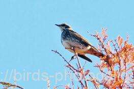 ツグミ　2025.12.15