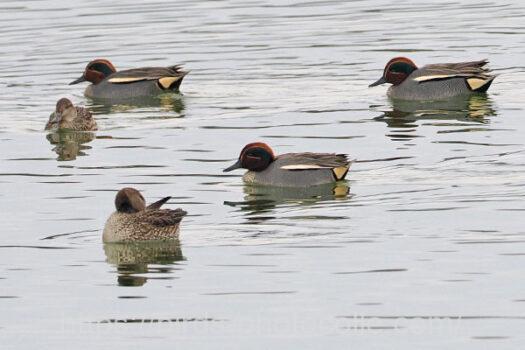 コガモ　2024.02.15