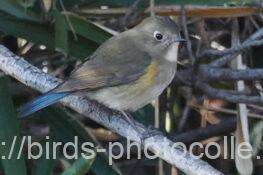 ルリビタキ　2026.02.03