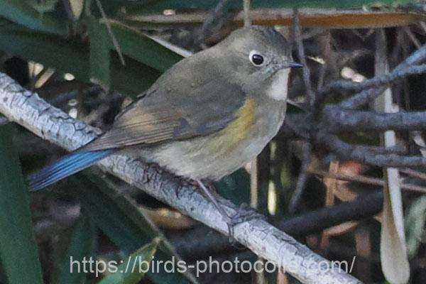 ルリビタキ　2026.02.03