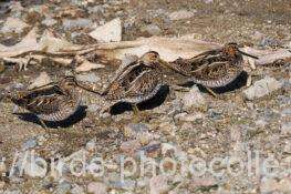 3羽になったタシギ　2026.01.21