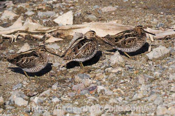 3羽になったタシギ　2026.01.21