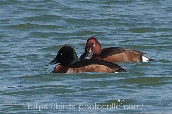 メジロガモ 手前はアカハジロ雑種 2024.03.13