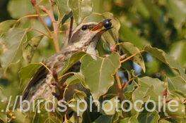 ツグミ　2026.01.15