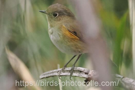 ルリビタキ　2025.03.14