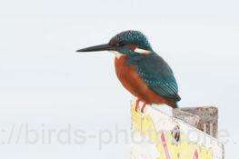 カワセミ　2025.11.29