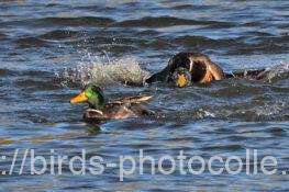 ♂の決闘勝負ありマガモ　2025.11.26