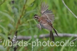 ホオジロ　2025.08.26