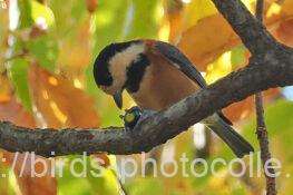 ヤマガラ　2025.12.06