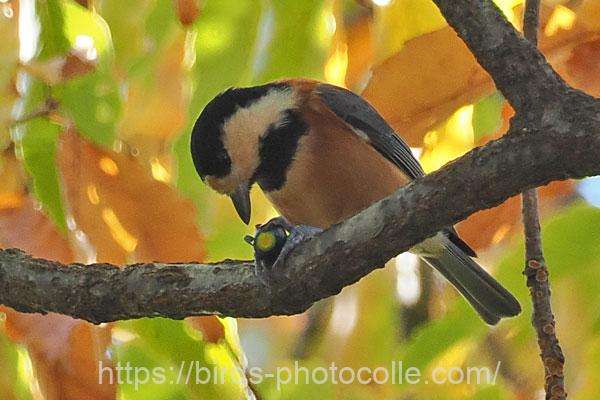 ヤマガラ　2025.12.06