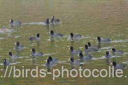 オオバン　2025.12.05