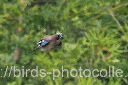 カケス　2025.10.18