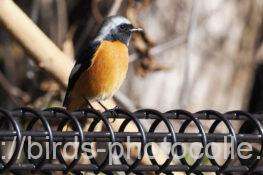 ジョウビタキ　2025.12.09