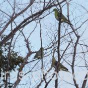 3羽のアオバト　2025.02.24