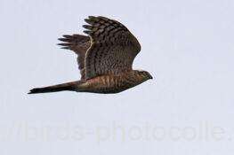 ハイタカ幼鳥　2025.11.08