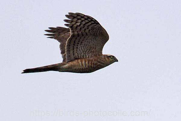 ハイタカ幼鳥 2025.11.08