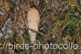 ハイタカ　2026.01.19