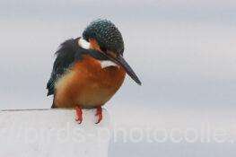 カワセミ　2026.02.13