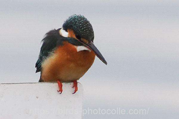 カワセミ　2026.02.13