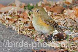 ルリビタキ　2026.01.26