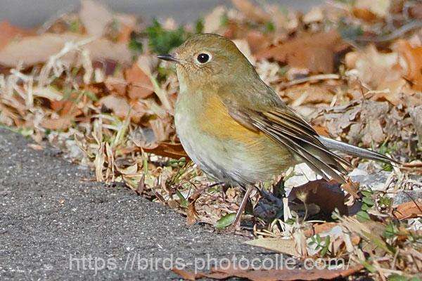 ルリビタキ 2026.01.26