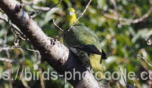 勅使池のアオバト180114-1